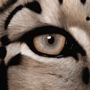 虐杀的视频网站
